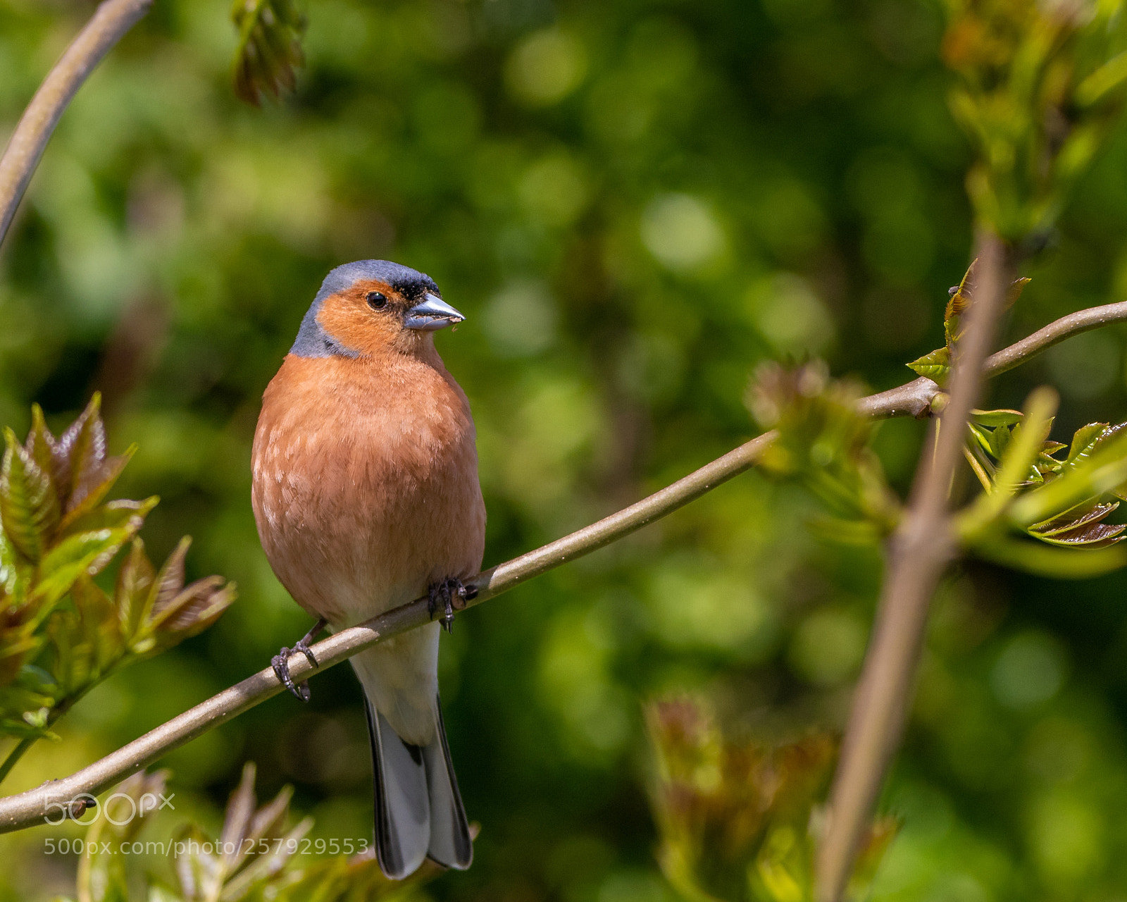 Nikon D500 sample photo. Male chaffinch photography
