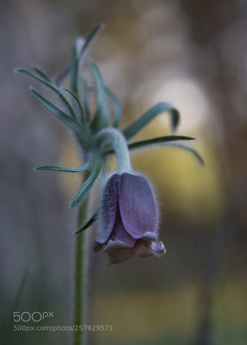 Canon EOS 6D sample photo. Alone photography