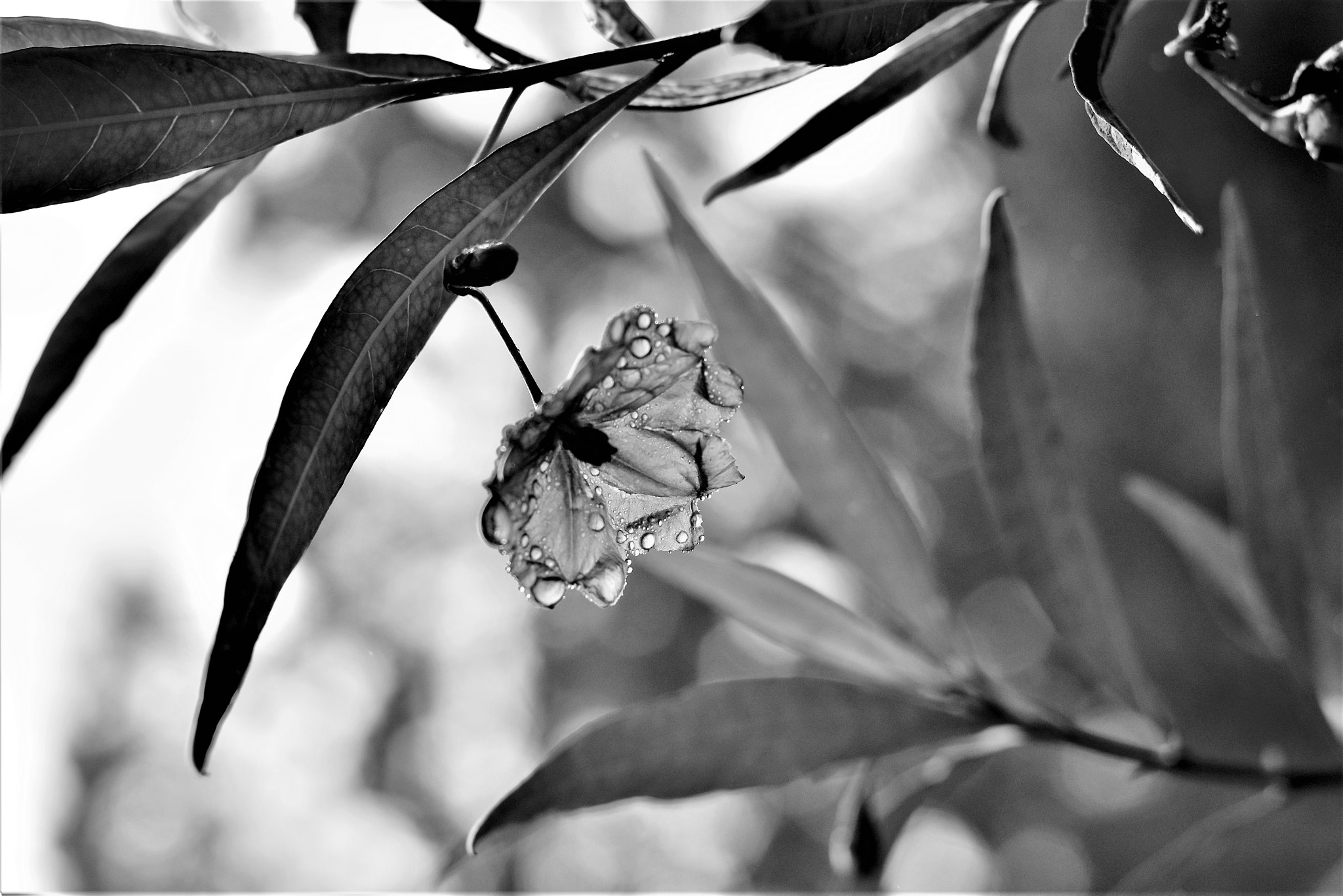 Nikon D5500 + Nikon AF-S Nikkor 50mm F1.8G sample photo. Wellington flower photography