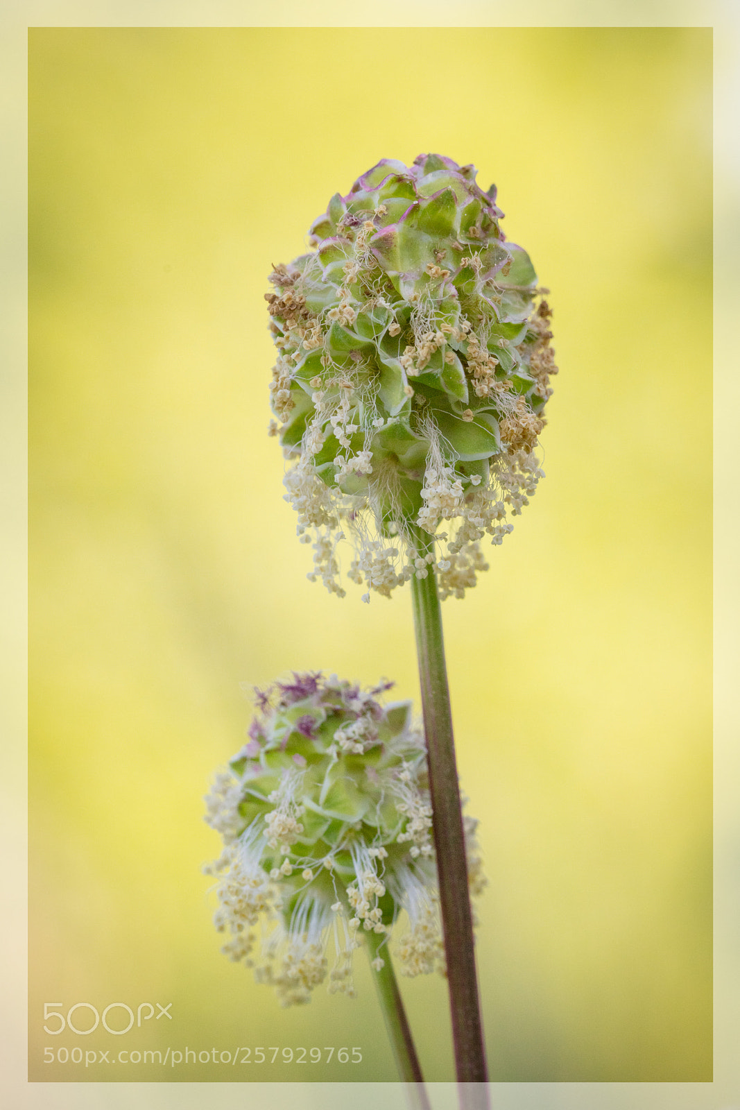 Canon EOS 5DS R sample photo. Pimprenelle. sanguisorba minor photography