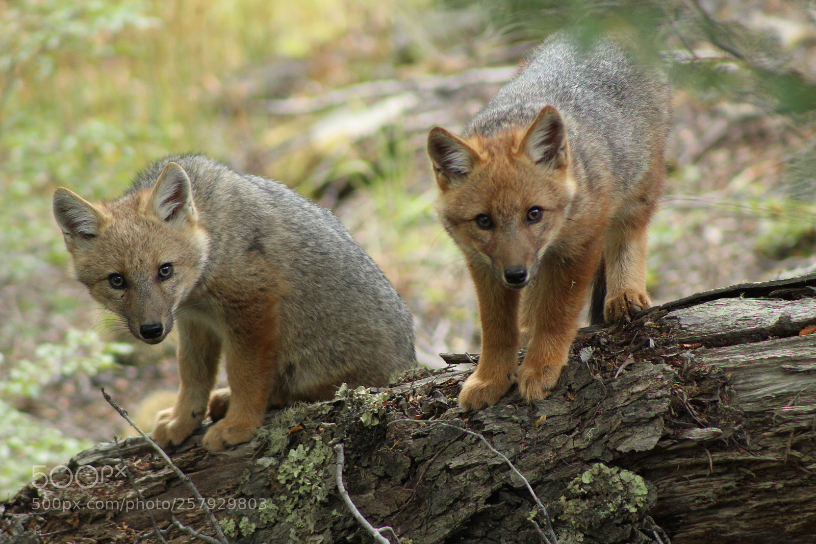Canon EF 75-300mm f/4-5.6 sample photo. Zorros de bombilla photography