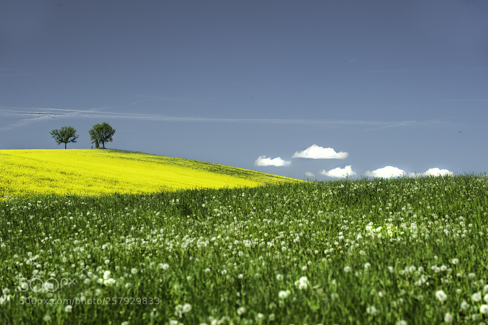Nikon D700 sample photo. Dandelions are flying away photography
