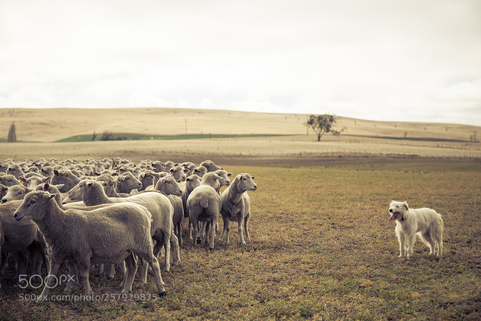 Canon EOS 5D Mark II sample photo. Keep the flock photography
