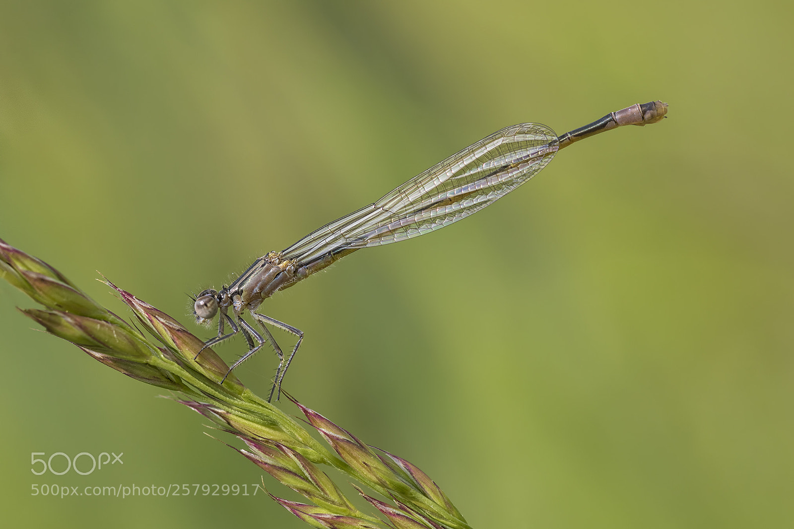 Canon EOS 7D Mark II sample photo. Common bluetail - new photography
