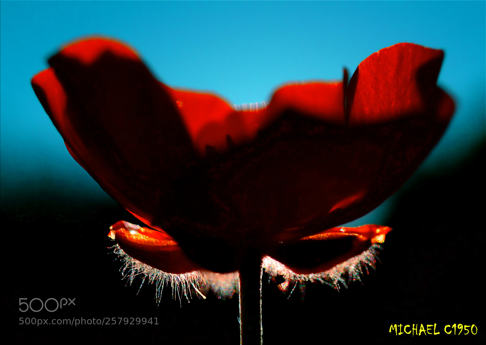 Nikon D3100 sample photo. Red beard photography