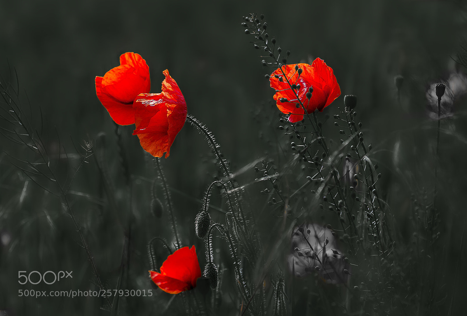 Canon EOS 6D sample photo. Blood on the field photography