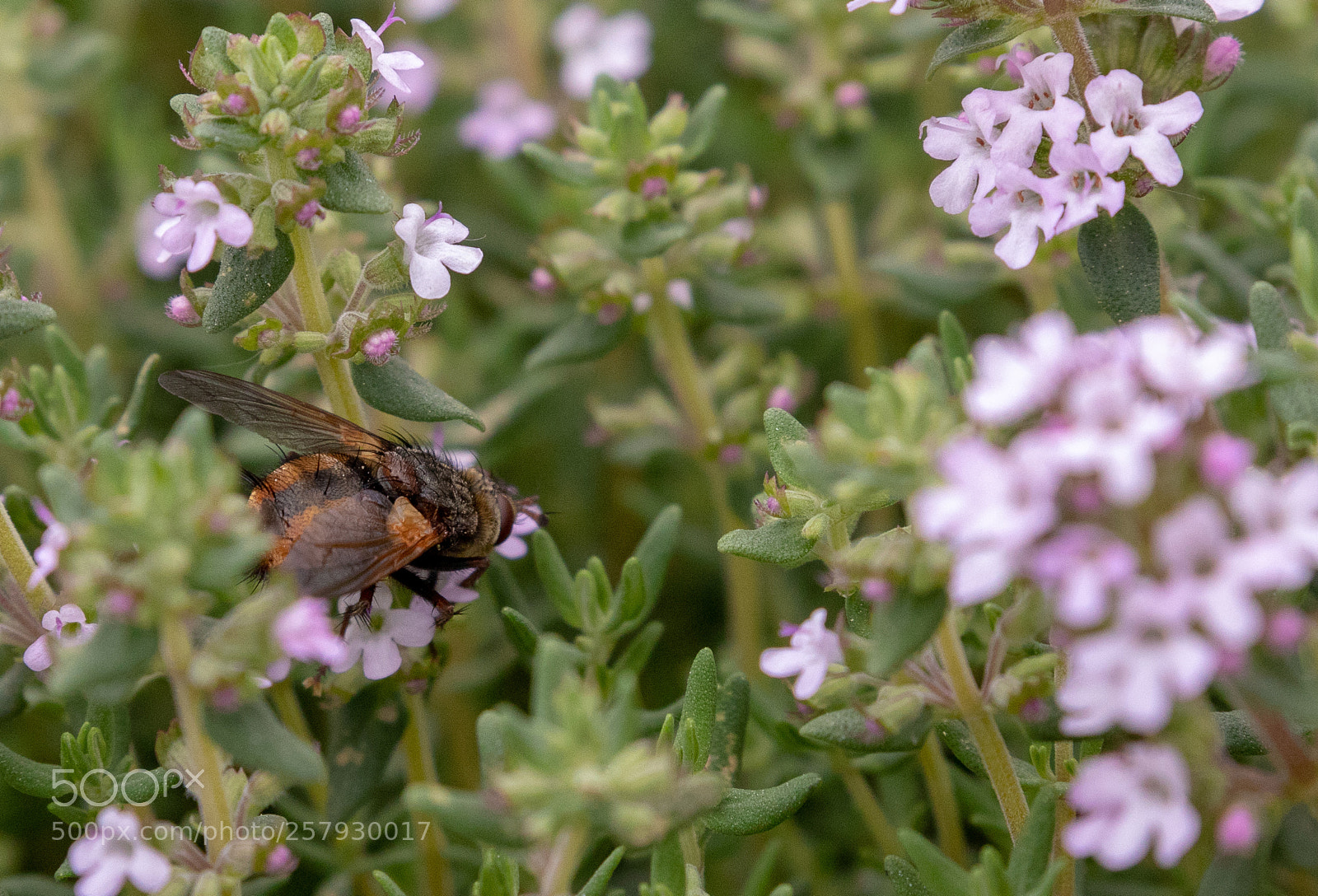 Canon EOS 80D sample photo. Bee on thym photography
