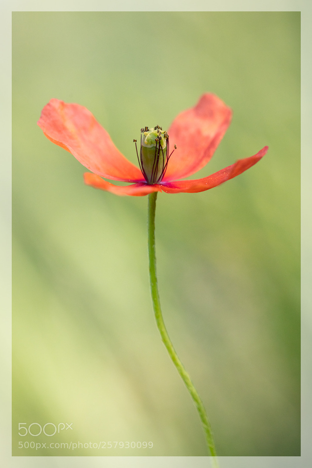 Canon EOS 5DS R sample photo. Pavot hybride. papaver hybridum photography