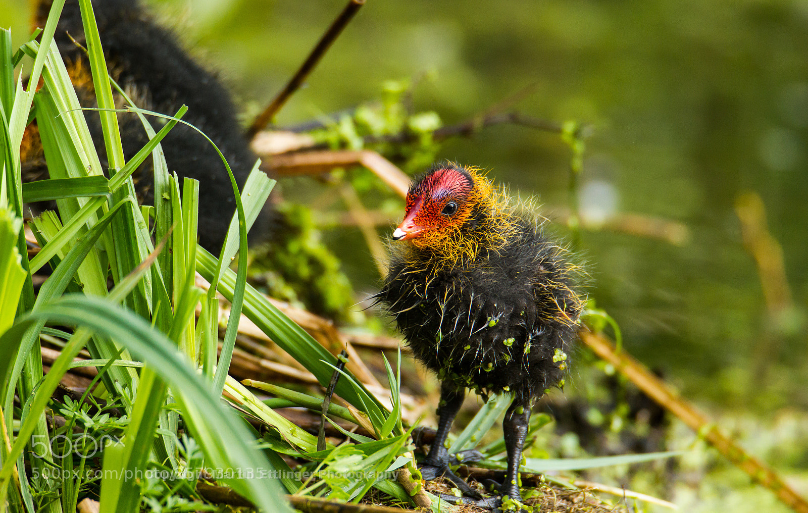 Canon EOS 7D sample photo. Black coot chick fulica photography