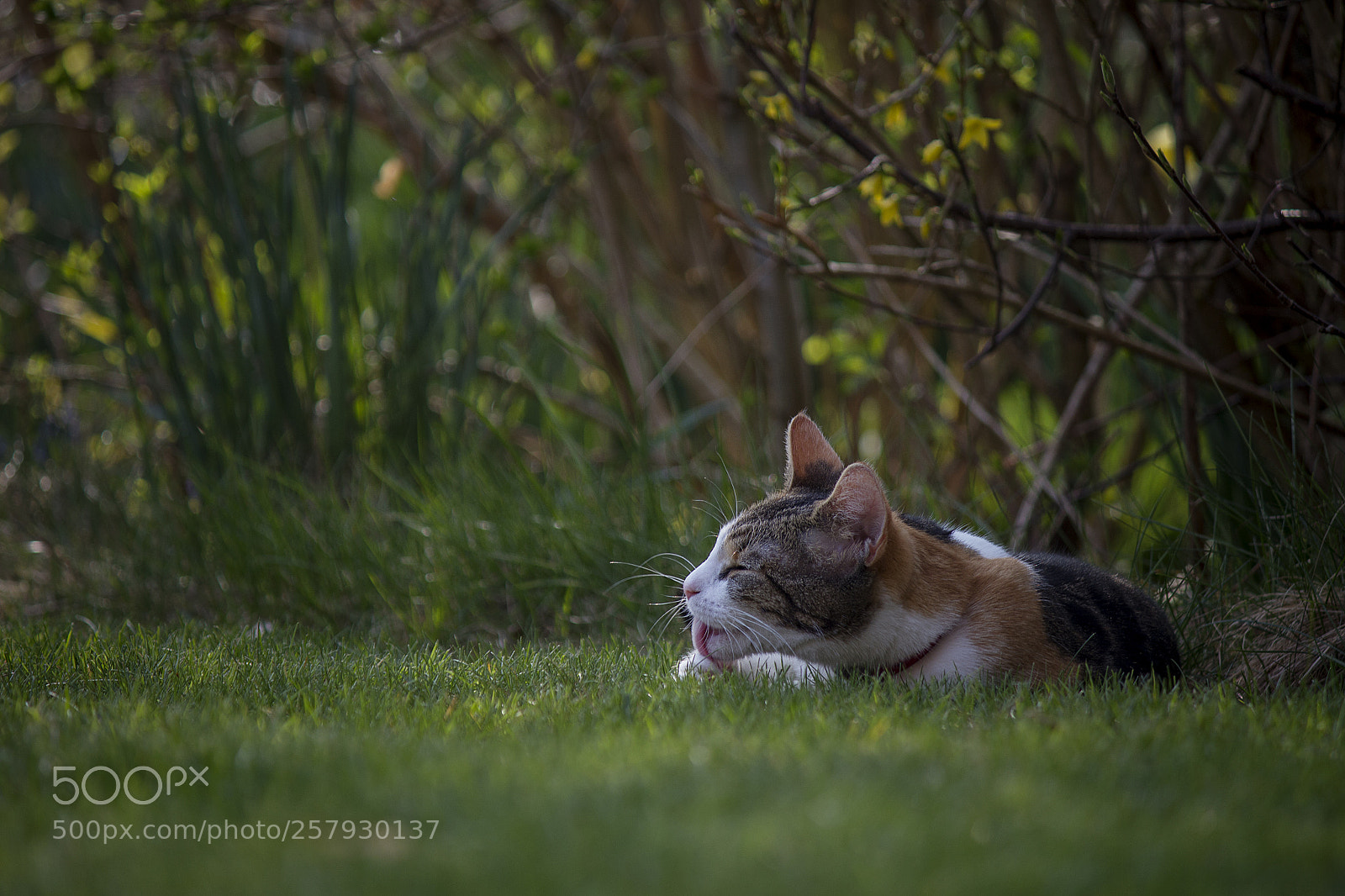 Canon EOS 650D (EOS Rebel T4i / EOS Kiss X6i) sample photo. My lovely cat photography