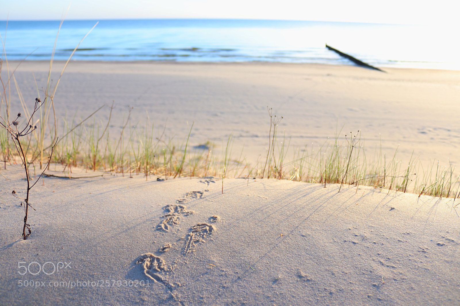 Canon EOS 200D (EOS Rebel SL2 / EOS Kiss X9) sample photo. Beachy footprints 1 photography