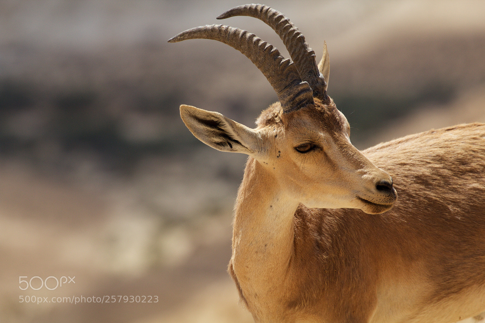 Canon EOS 600D (Rebel EOS T3i / EOS Kiss X5) sample photo. Nubian ibex photography
