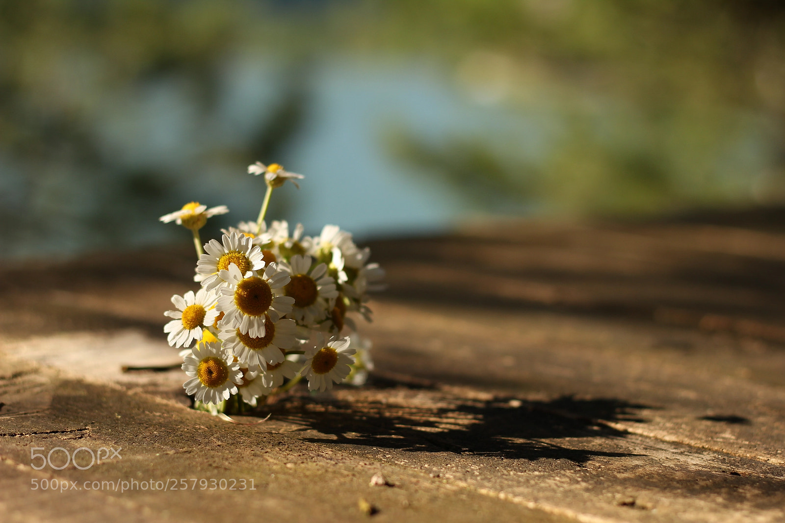 Canon EOS 550D (EOS Rebel T2i / EOS Kiss X4) + Canon EF 50mm F1.8 II sample photo. Papatya photography