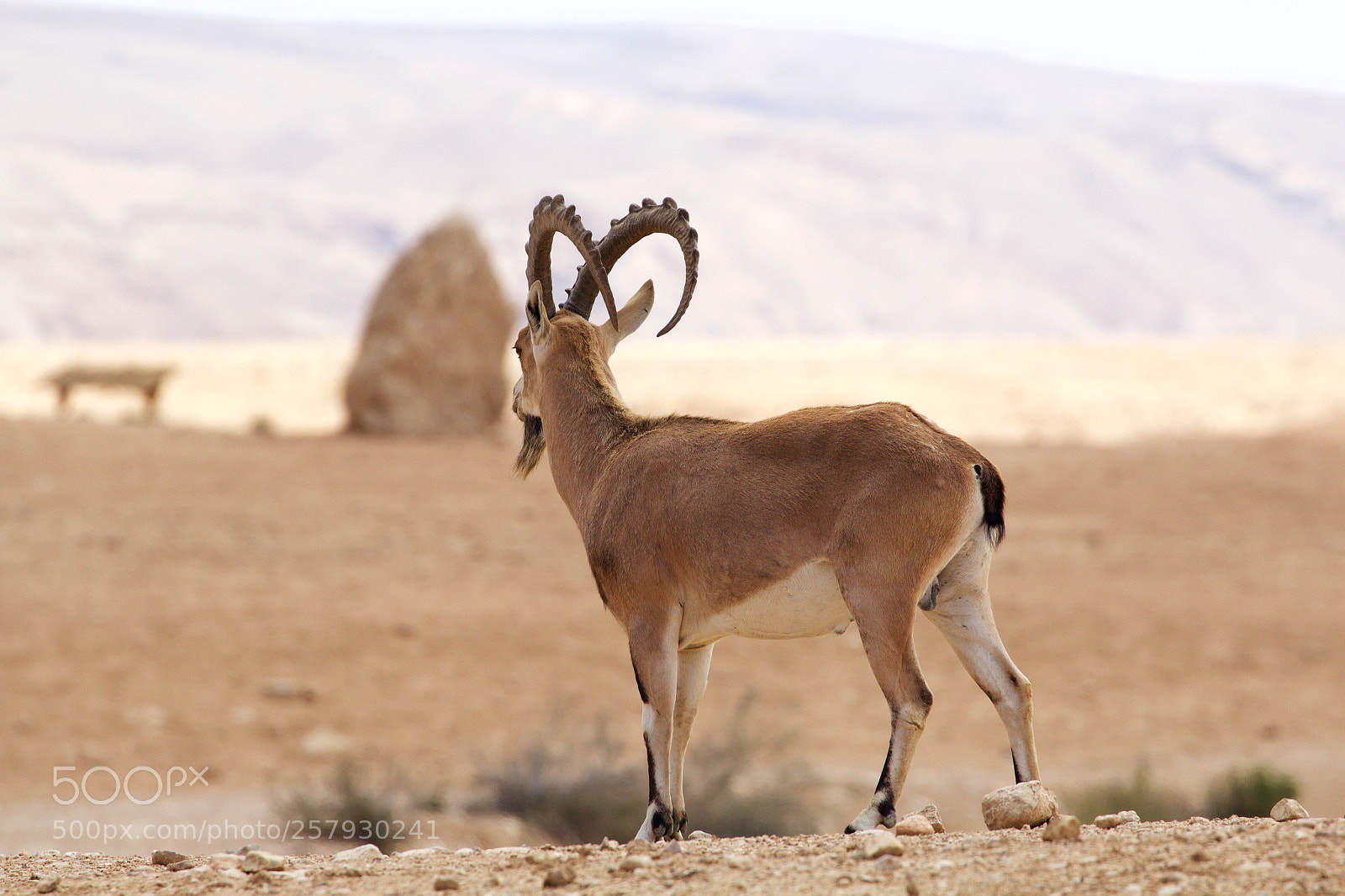 Canon EOS 600D (Rebel EOS T3i / EOS Kiss X5) sample photo. Nubian ibex photography