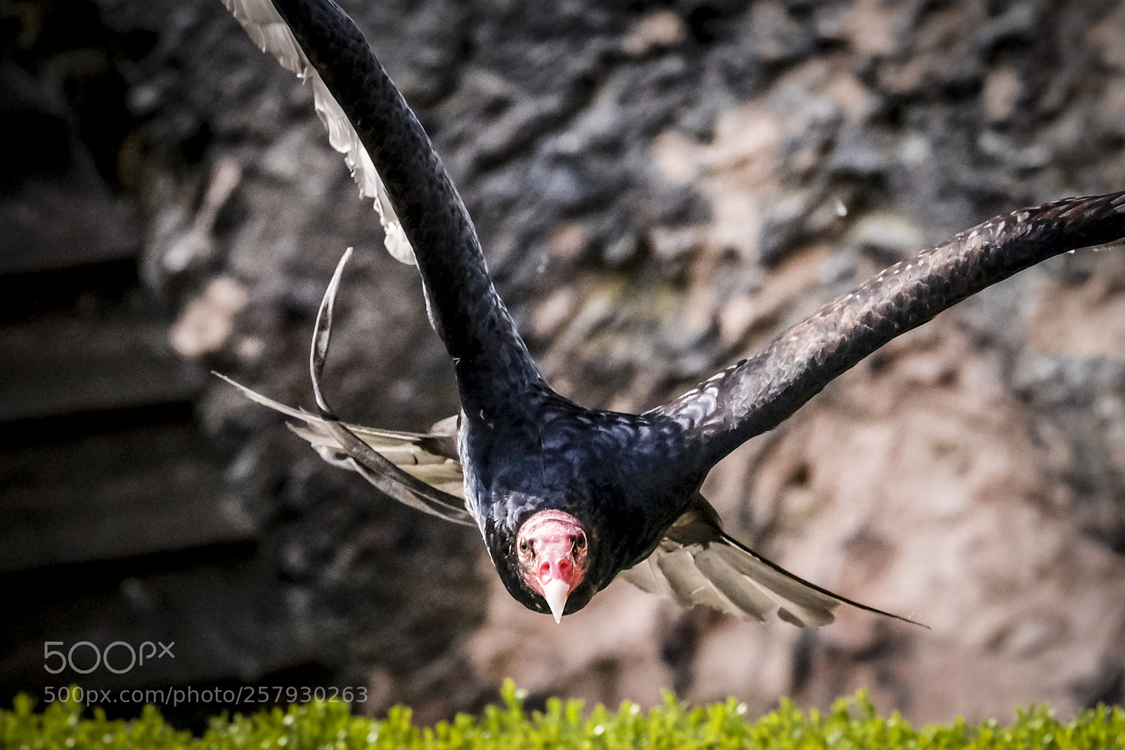 Fujifilm X-T2 sample photo. Vulture photography