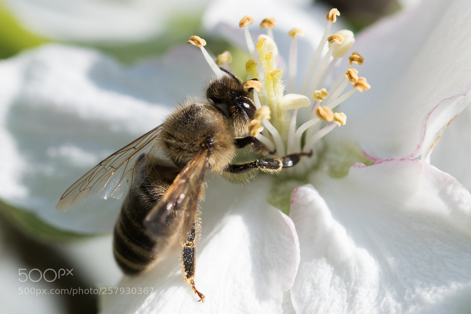 Nikon D750 sample photo. Bee eating polen photography