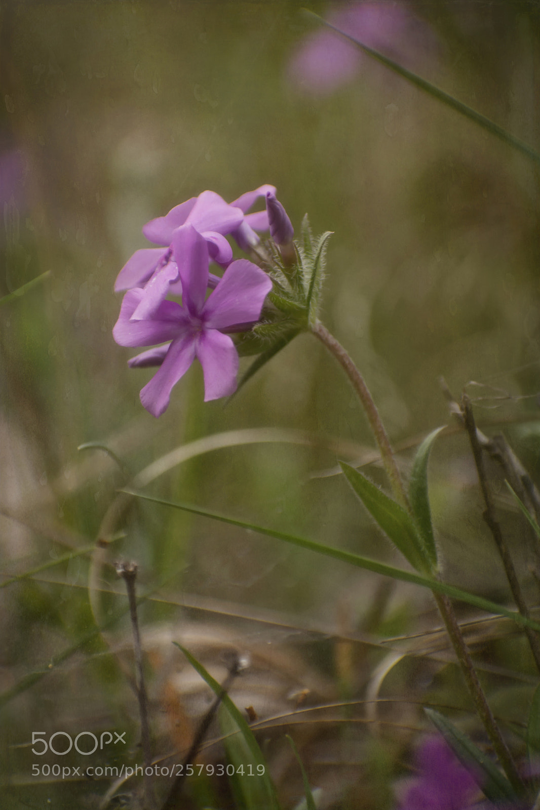 Nikon D7100 sample photo. Hairy phlox photography