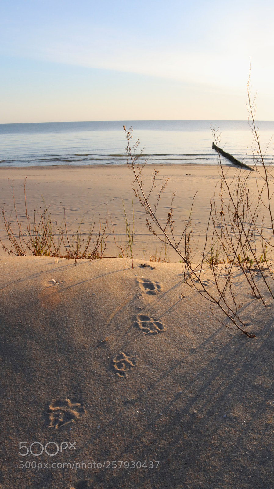 Canon EOS 200D (EOS Rebel SL2 / EOS Kiss X9) sample photo. Beachy footprints 2 photography