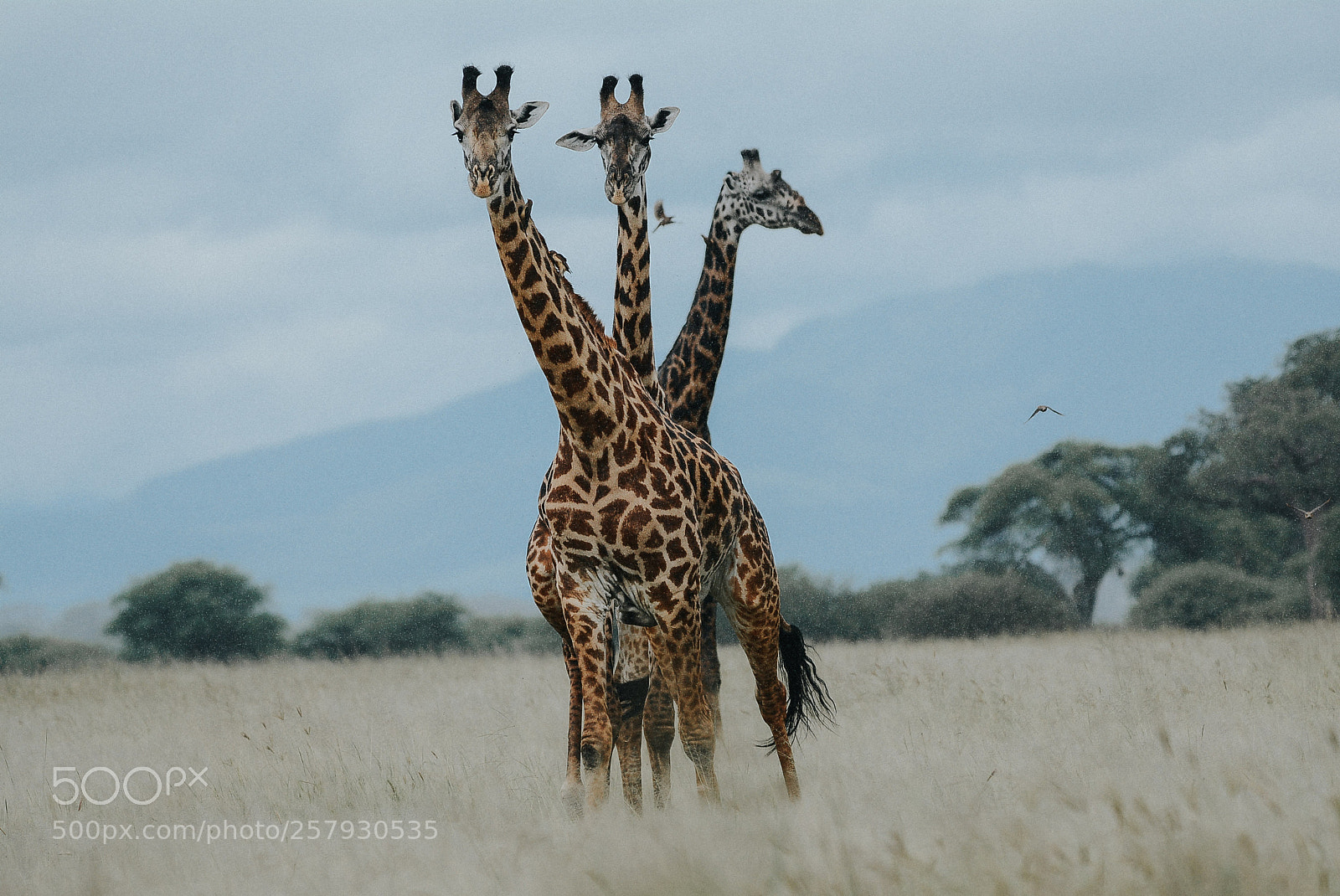Nikon D7100 sample photo. Three giraffe in tarangire photography