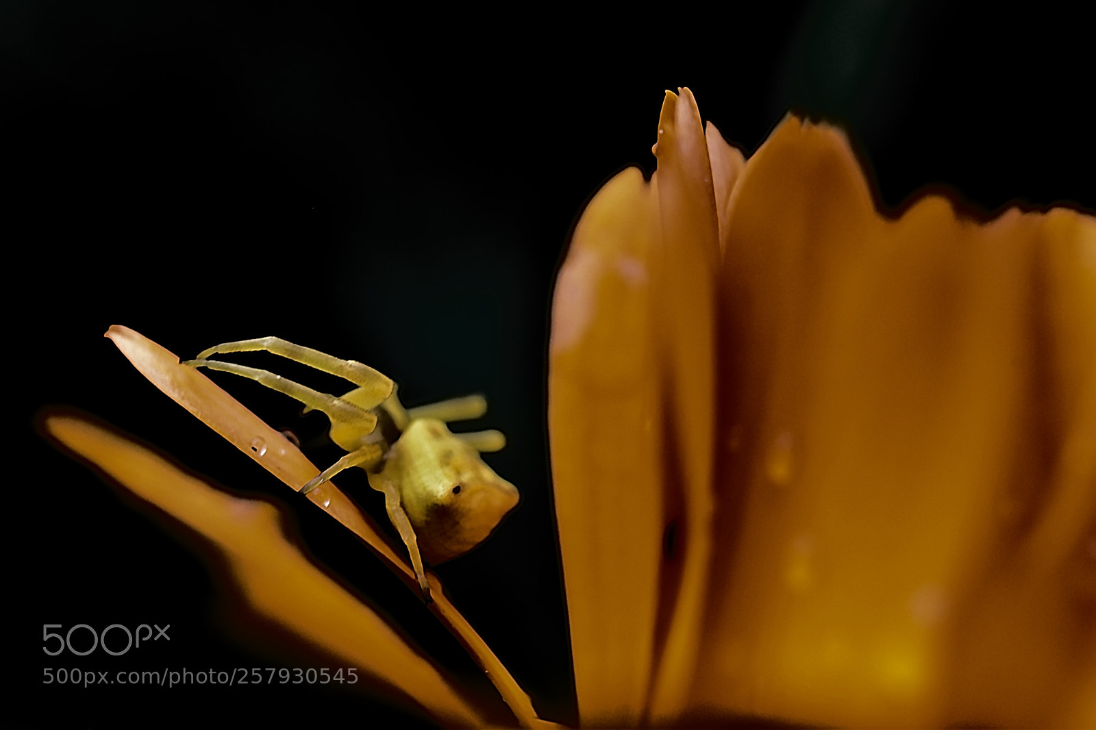 Nikon D5600 sample photo. Sneaky spider photography