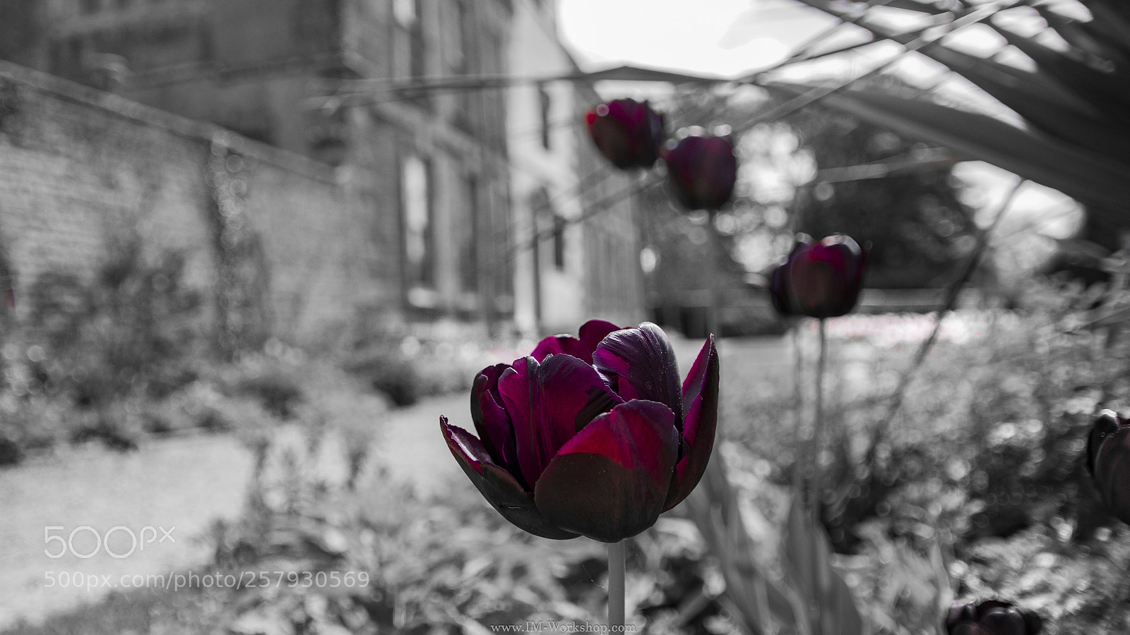 Canon EOS 80D sample photo. Red flower photography