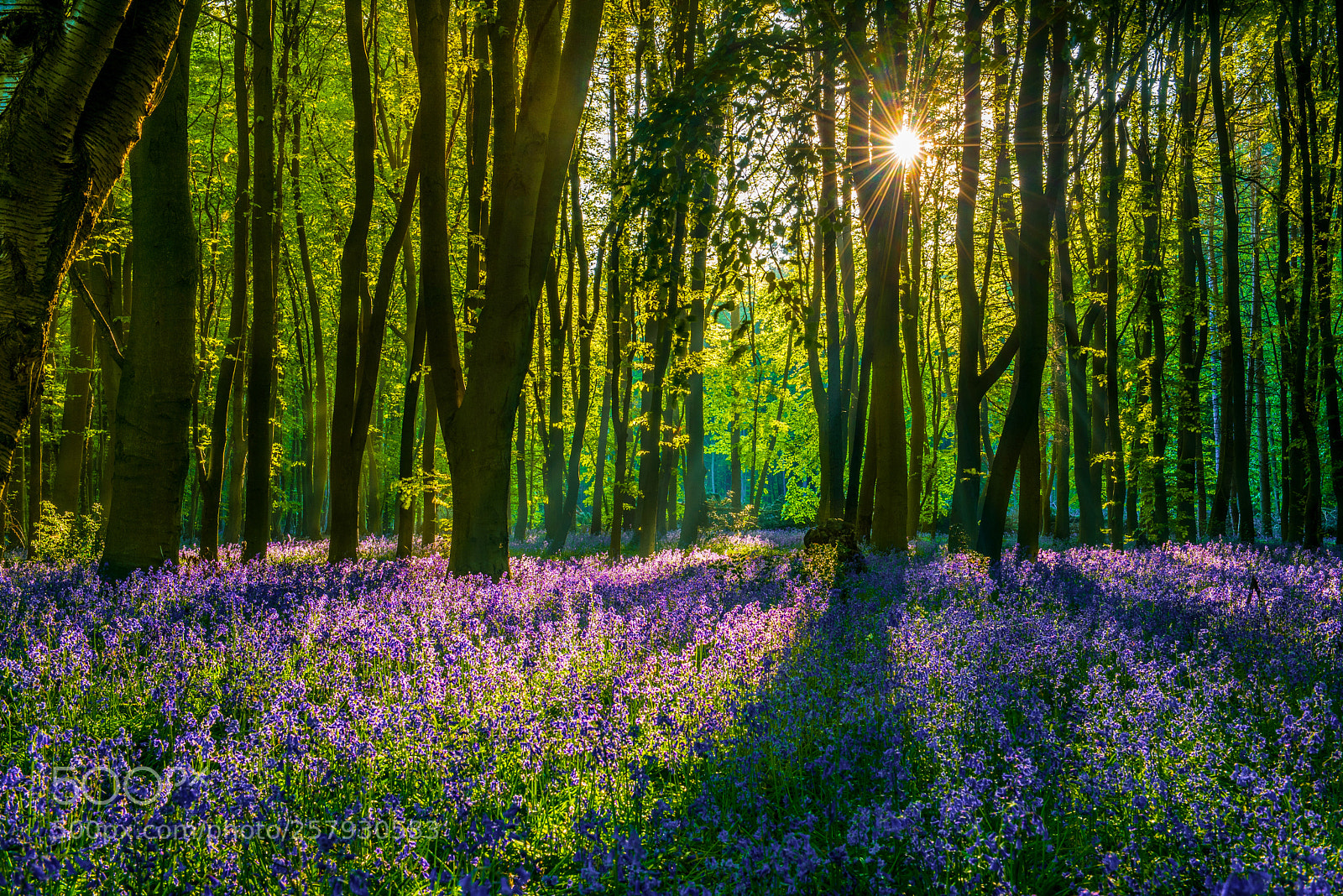 Nikon D750 sample photo. Woodland wonder photography