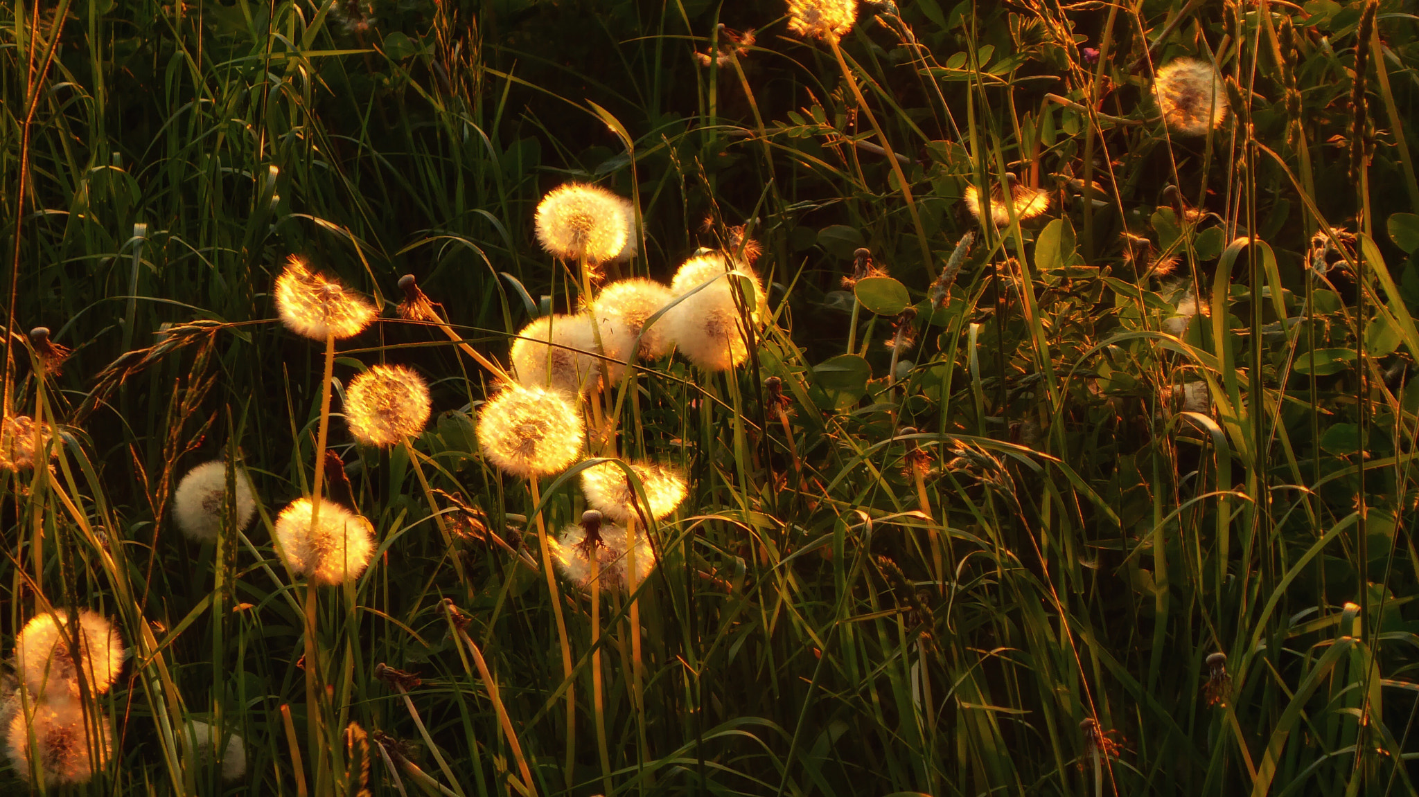 Panasonic DMC-TZ71 sample photo. Pusteblumen in der abendsonne photography