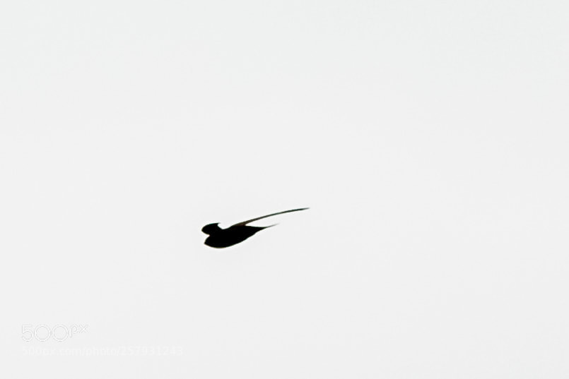 Canon EOS 6D sample photo. Flight mode photography