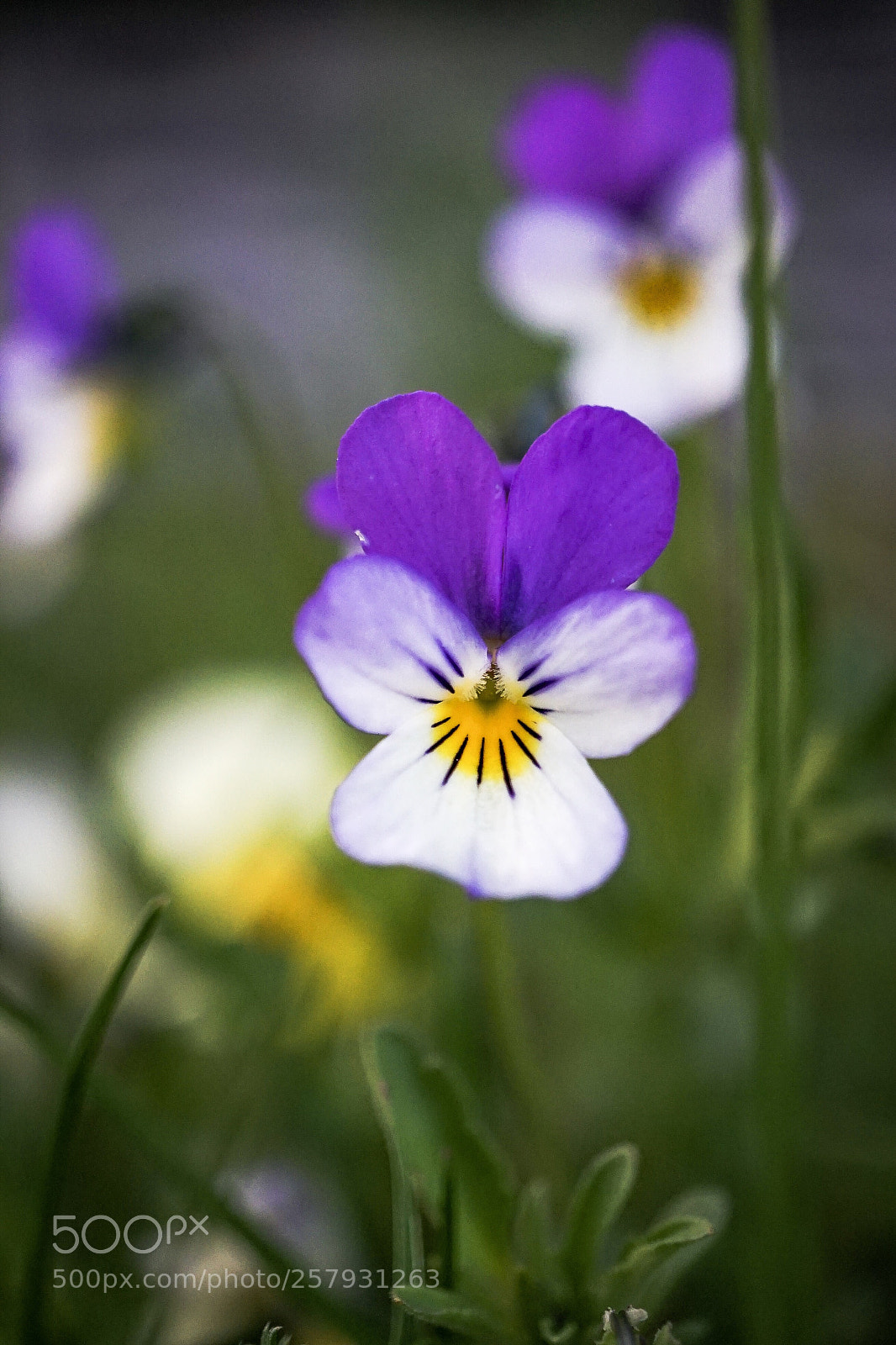 Sony a7 II sample photo. In the garden 3 photography