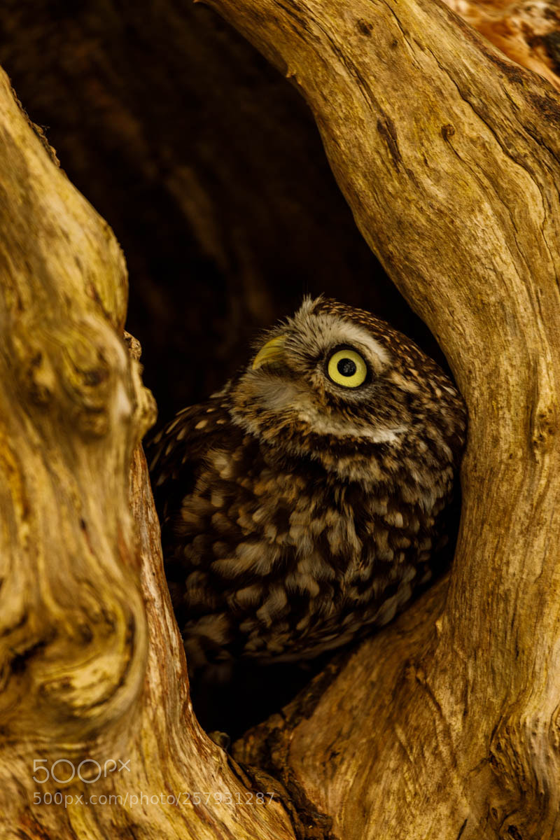 Canon EOS 5D Mark IV sample photo. Pip a little owl photography