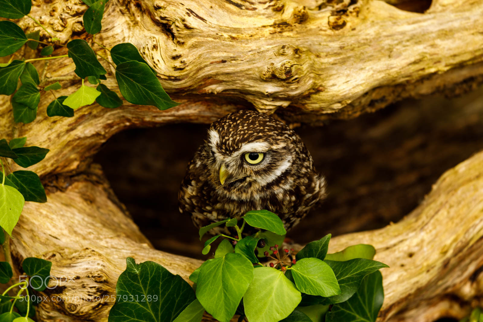 Canon EOS 5D Mark IV sample photo. Pip a little owl photography