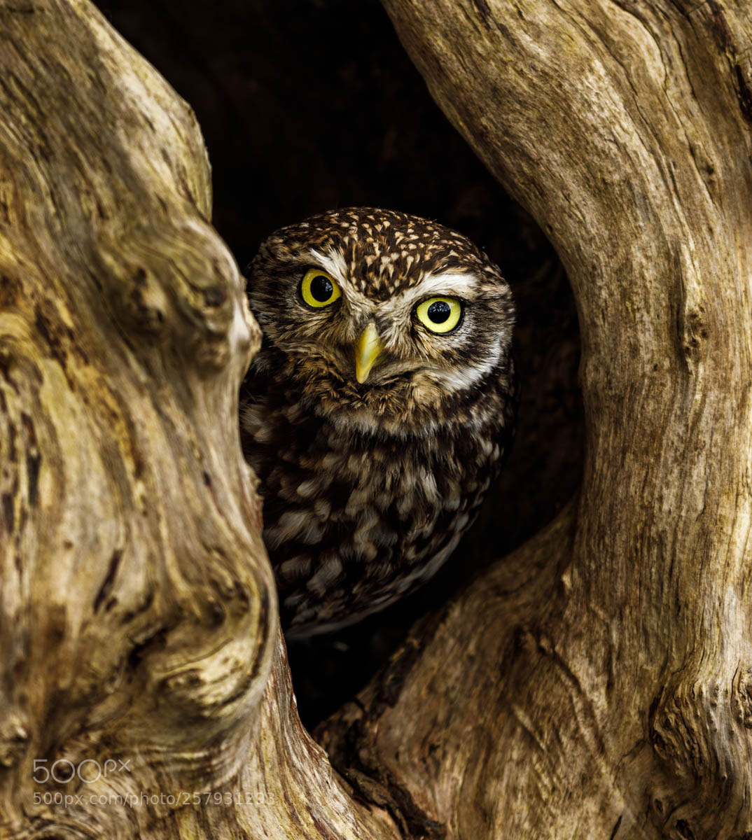 Canon EOS 5D Mark IV sample photo. Pip a little owl photography