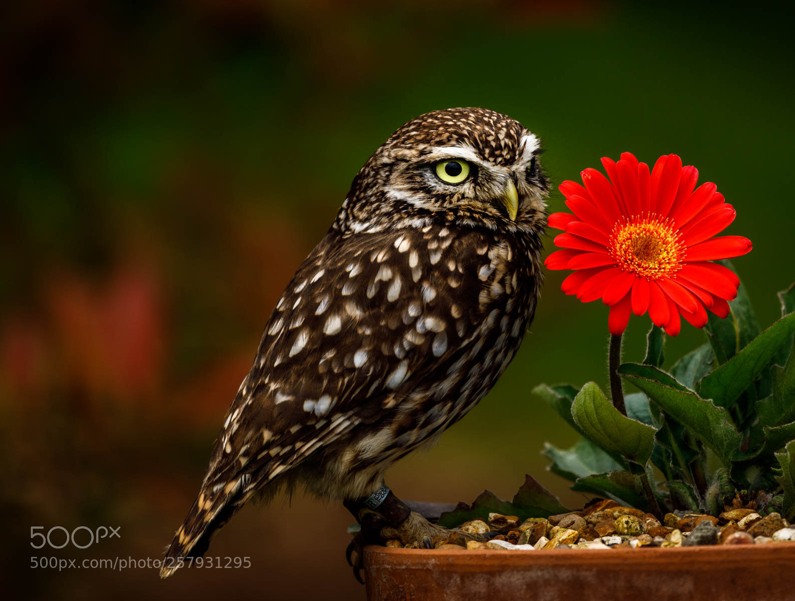Canon EOS 5D Mark IV sample photo. Pip a little owl photography