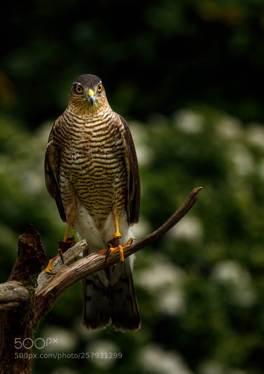 Canon EOS 5D Mark IV sample photo. Va photography