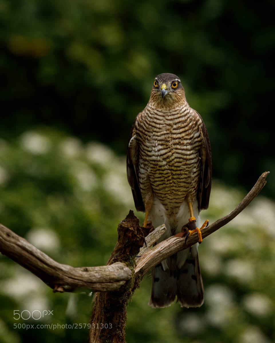 Canon EOS 5D Mark IV sample photo. Va photography