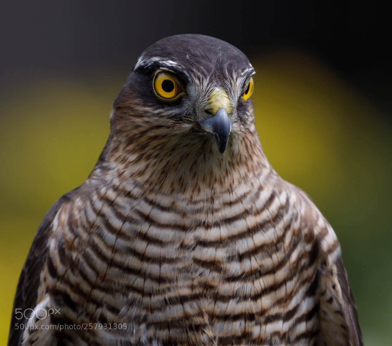 Canon EOS 5D Mark IV sample photo. Va photography