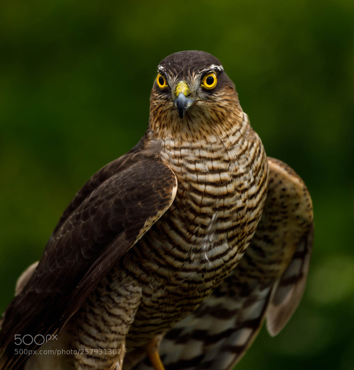 Canon EOS 5D Mark IV sample photo. Mouse a buzzard photography