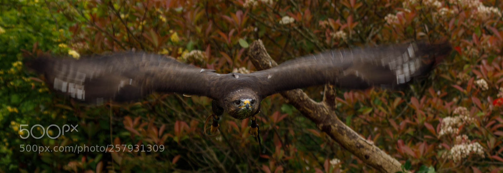 Canon EOS 5D Mark IV sample photo. Mouse a buzzard photography