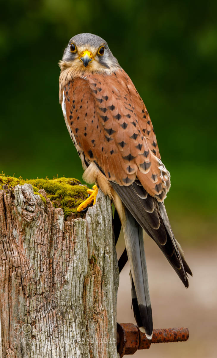 Canon EOS 5D Mark IV sample photo. Bourneville a kestrel photography