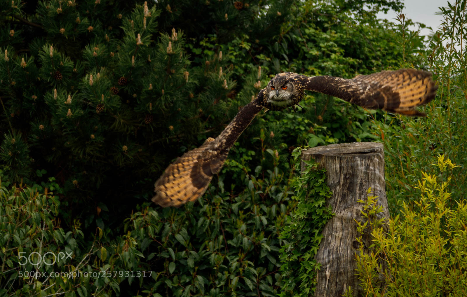 Canon EOS 5D Mark IV sample photo. Billie jean - european photography