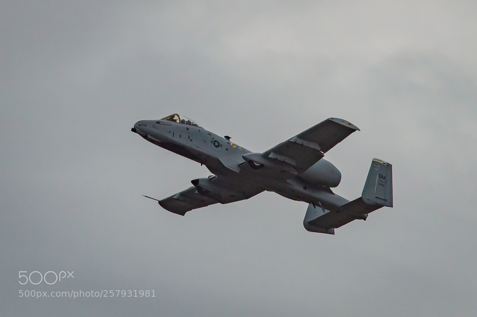 Nikon D3200 sample photo. Warthog photography