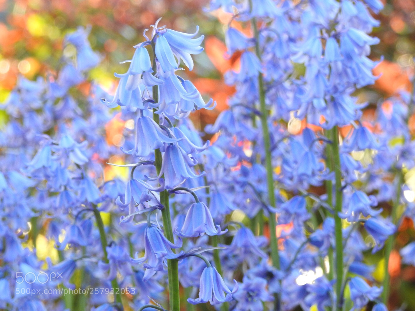 Nikon Coolpix P900 sample photo. Bluebell  photography