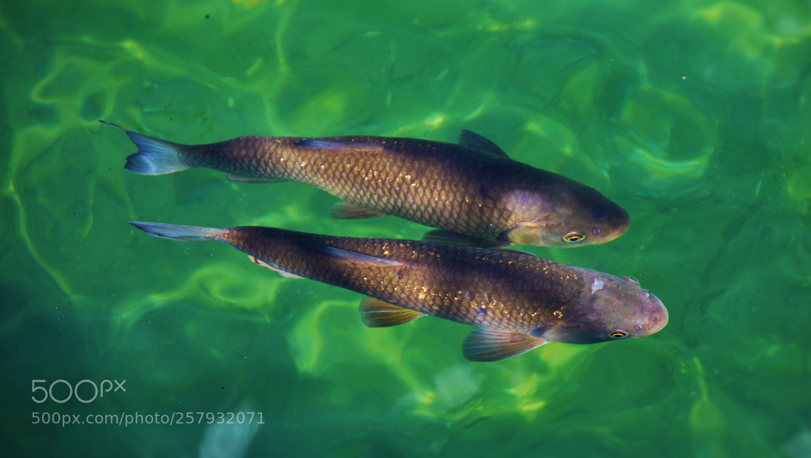 Canon EOS 7D Mark II sample photo. Fish couple (squalius cephalus) photography
