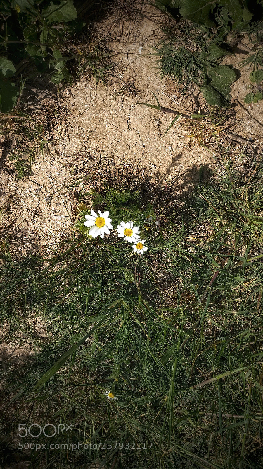 OnePlus A3003 sample photo. Spring flowers photography