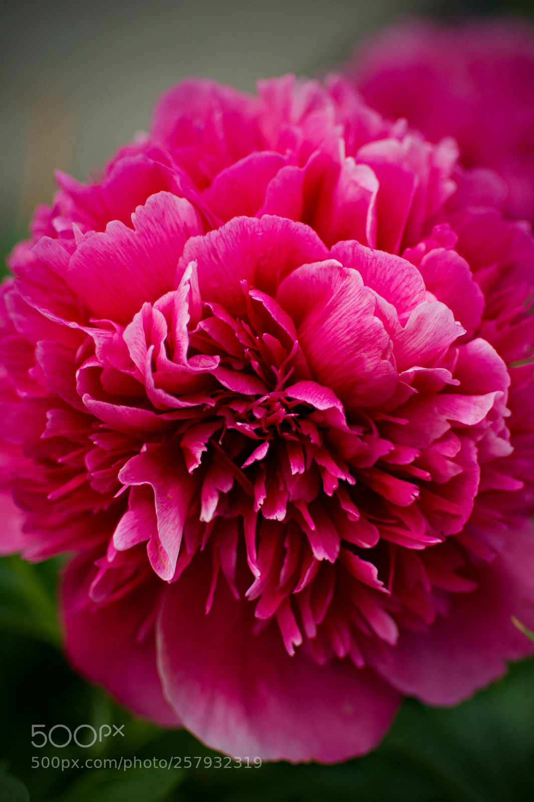 Nikon D3100 sample photo. Flower photography