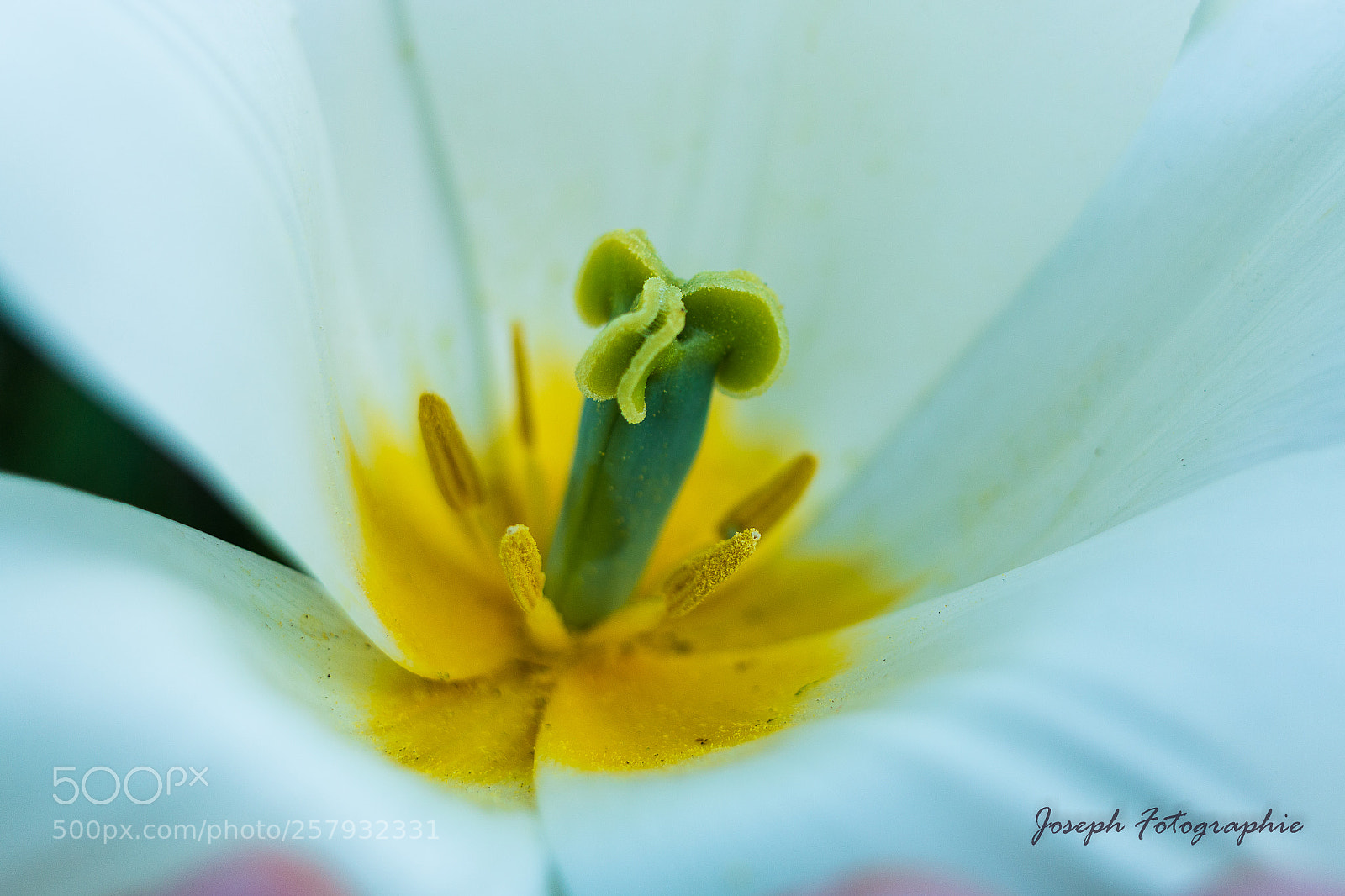 Canon EOS 70D sample photo. Tulips macro photography