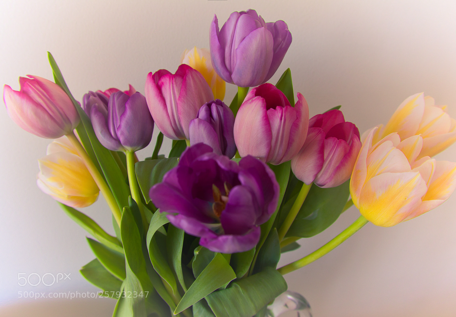 Canon EOS M5 sample photo. Tulips photography