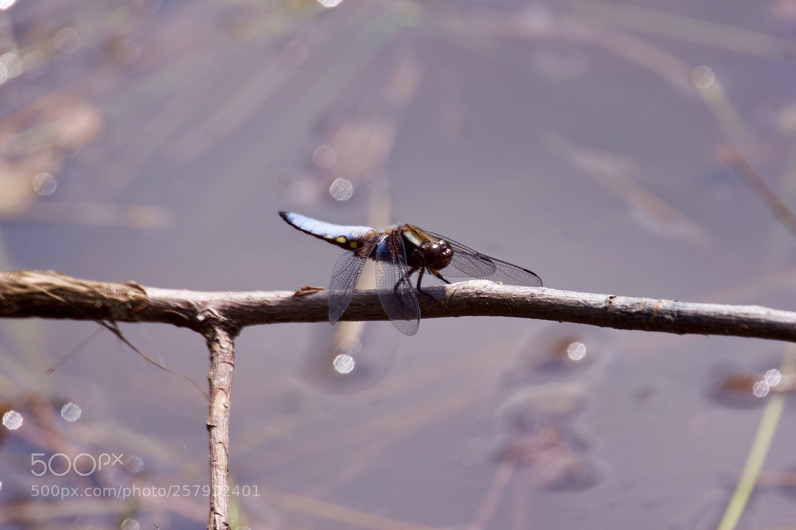 Canon EOS 550D (EOS Rebel T2i / EOS Kiss X4) sample photo. Dragon-fly photography