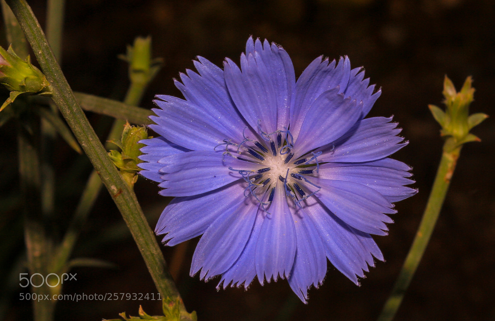 Canon EOS 650D (EOS Rebel T4i / EOS Kiss X6i) sample photo. Cichorium intybus l photography