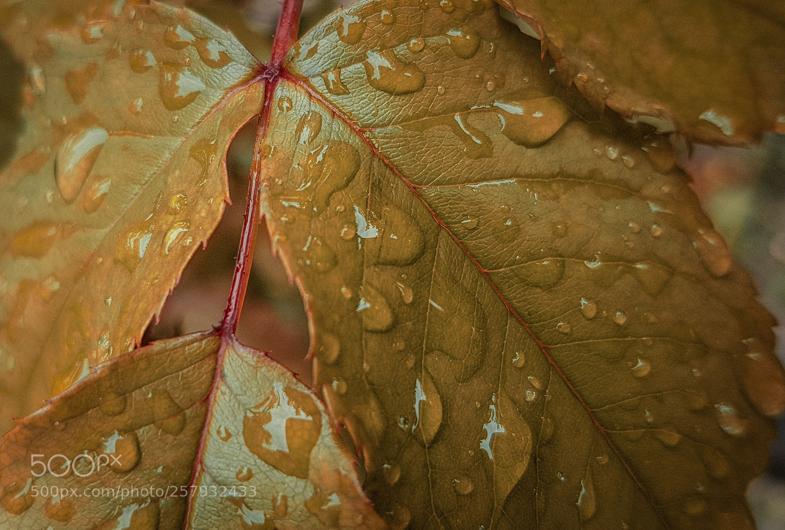 Samsung Galaxy S8 sample photo. Memory on rainy autumn photography